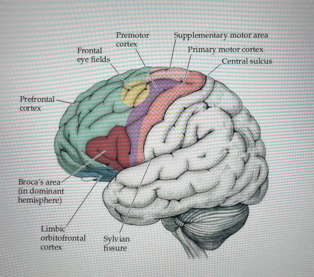 <ul><li><p>anterior to supplemental motor cortex</p></li><li><p>lateral geniculate, superior colliculus and areas 4,6</p></li><li><p>conjugate eye movement (esp saccades) and constriction of the pupils</p></li><li><p>visual stimuli</p></li><li><p>brainstem and cerebellum</p></li><li><p>frontal eye fields —→ pre-motor cortex and PFC</p></li></ul><p></p>