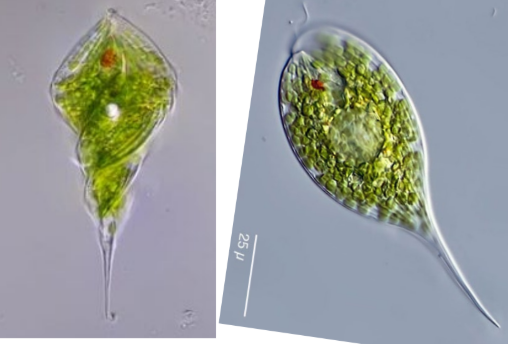 <p>(frw planktonic)~15 to 50 μm</p>