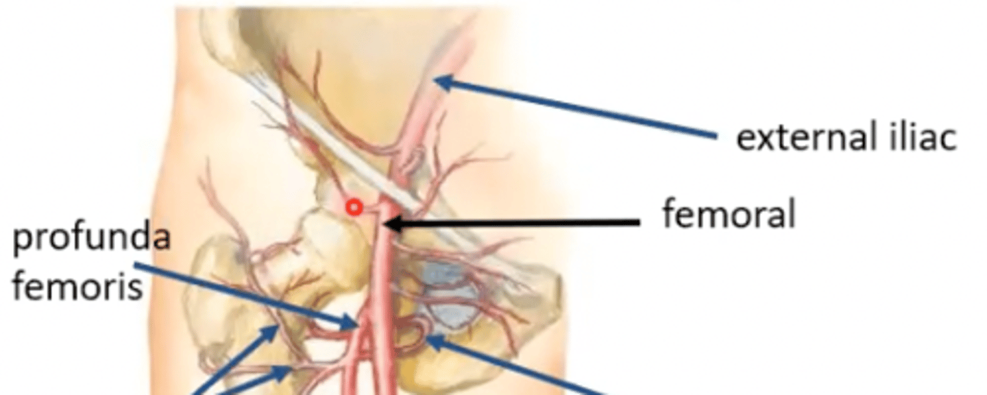 <p>femoral artery</p>
