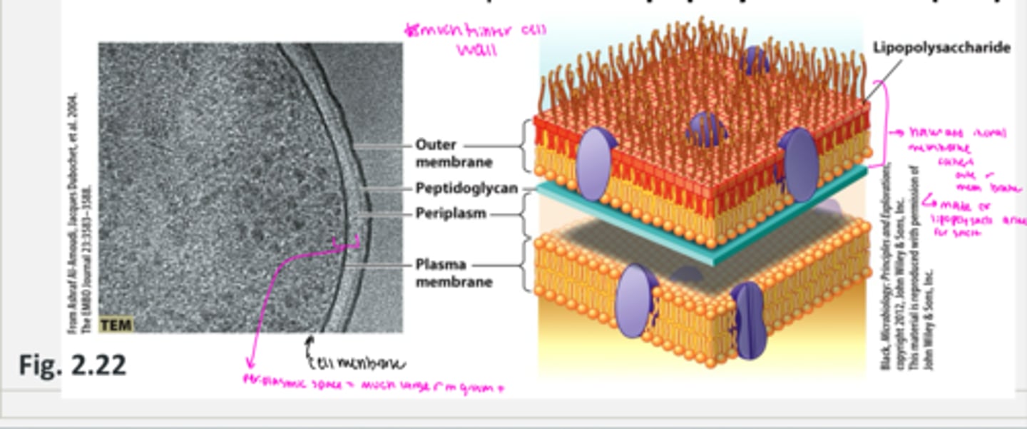 <p>gram negative cells have:</p><p>- a varying width periplasmic space containing a very thin layer of peptidoglycan (super thin cell wall)</p><p>- an outer membrane composed of lipopolysachrides (LPS)</p>