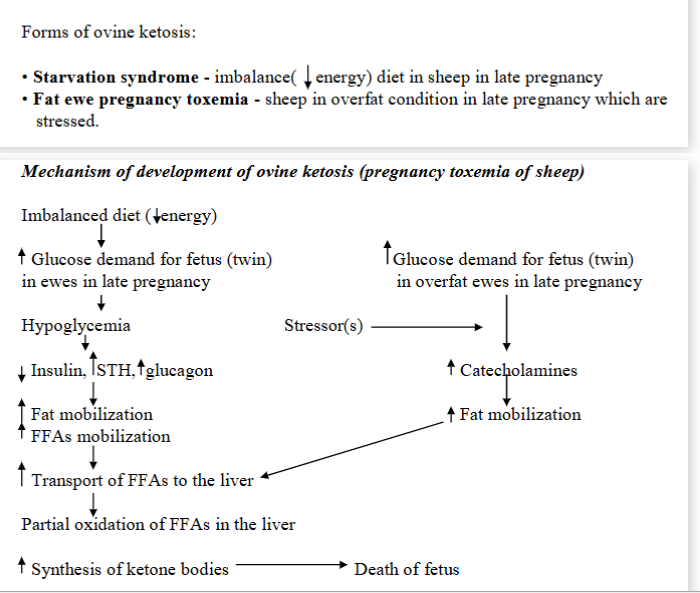 <p><strong>Metabolic disturbance,</strong> characterized by hypoglycemia, low level of hepatic glycogen, ketonemia + abnormally high level of cortisol in plasma (in stress). </p><p><strong>Occurrence</strong>: in ewes in late pregnancy carrying more than one fetus. Occurs when the sheep cannot meet the energy demands of the late pregnancy, leading to the low blood sugar, fat breakdown + ketone production.</p><p><strong>causes</strong>: Excessive glycogen demand for the fetus + decreased ability of the liver to make glucose by gluconeogenesis.</p><p><strong>Mechanism: </strong></p><ol><li><p>increased glucose demand (growing fetuses need energy)</p></li><li><p>hypoglycemia (blood sugar of ewe drop as the fetuses are using it up too quickly)</p></li><li><p>hormonal changes: low glucose → insulin decreases, STH and glucagon increases.</p></li><li><p>Fat mobilization: to compensate for lack of glucose → body breaks down fat → FFAs</p></li><li><p>FFAs → liver → partial oxidation → ketone body synthesis</p></li></ol><p>Special case: Fat ewes and stress:</p><ol><li><p>stress in overweight ewes trigger release of catecholamines like adrenaline</p></li><li><p>fat mobilization → increased FFAs → liver cannot process → ketone body synthesis</p></li></ol><p><strong>Consequences</strong>: ketone bodies build up → toxic, death of fetus.</p>