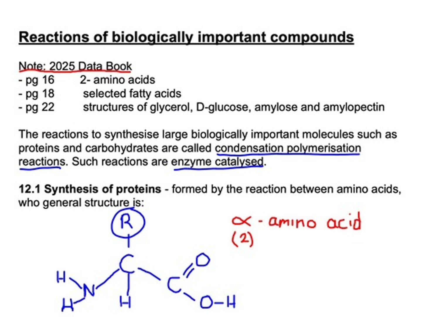 <p>Chains of amino acids linked by peptide bonds.</p>