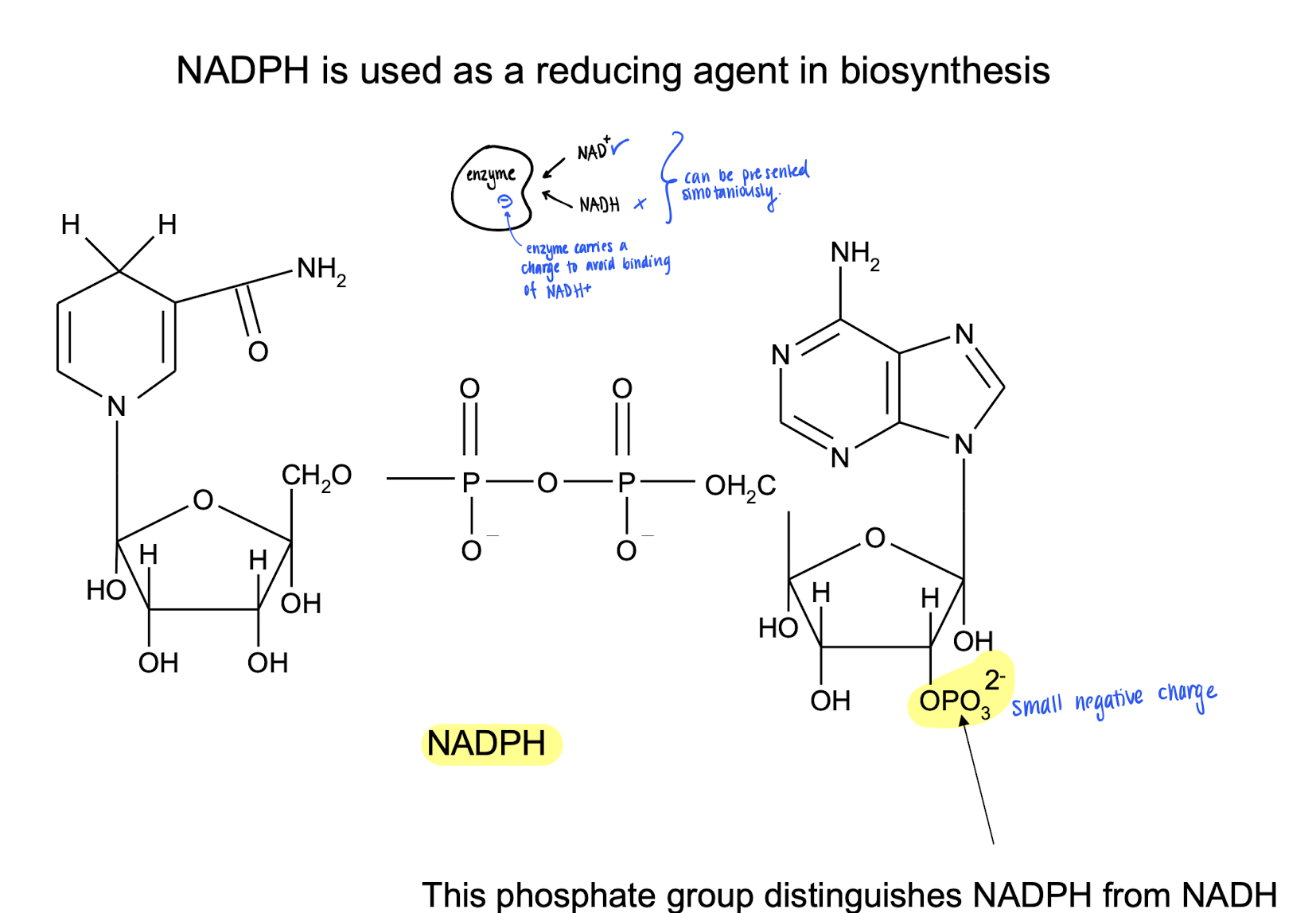 <ul><li><p>Involved in biosynthesis as a reducing agent. </p></li><li><p>The phosphate group in the ribose tells NADH and NADPH apart. </p></li></ul><p></p>