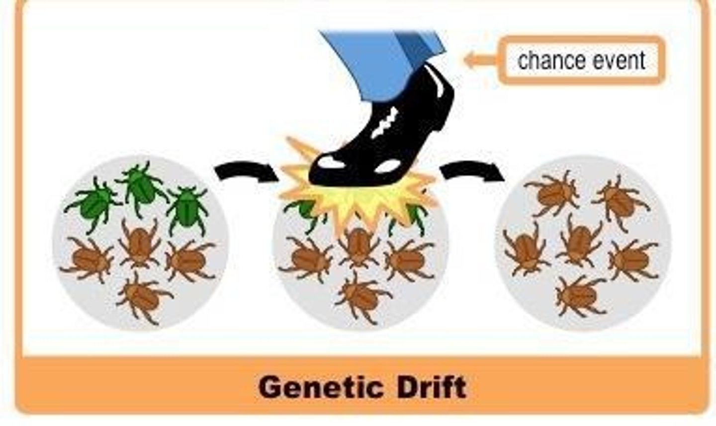 <p>Genetic drift causes random changes in allele frequencies due to chance events, especially in small populations.</p>