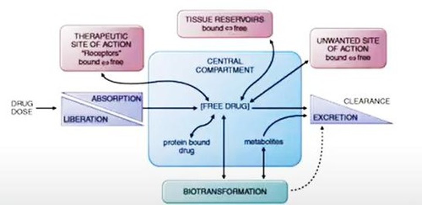 <p>Body's processes affecting drug absorption and elimination.</p>