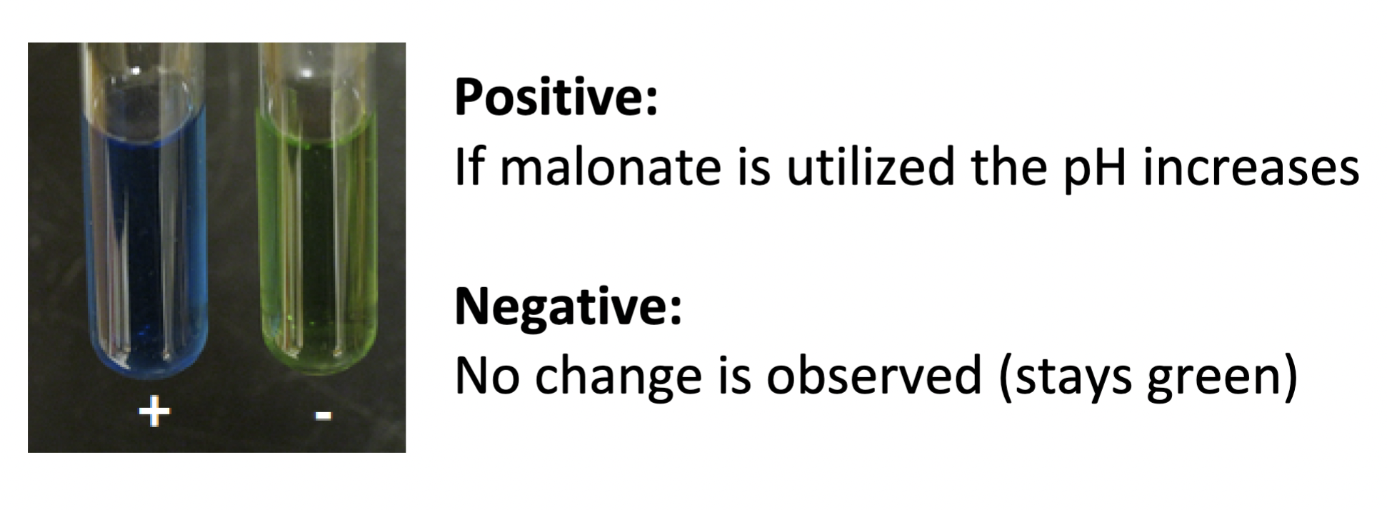 Color change indicates pH change

\+ blue (uses malonate)

\- green