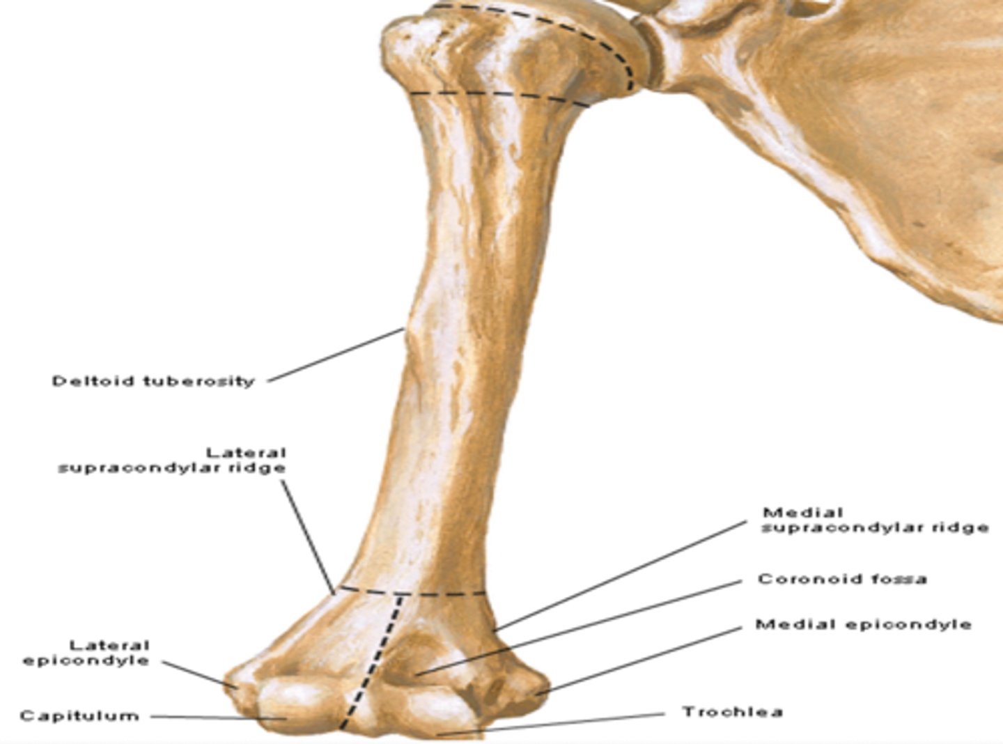 <p>lateral articular surface. Articulate with head of radius</p>