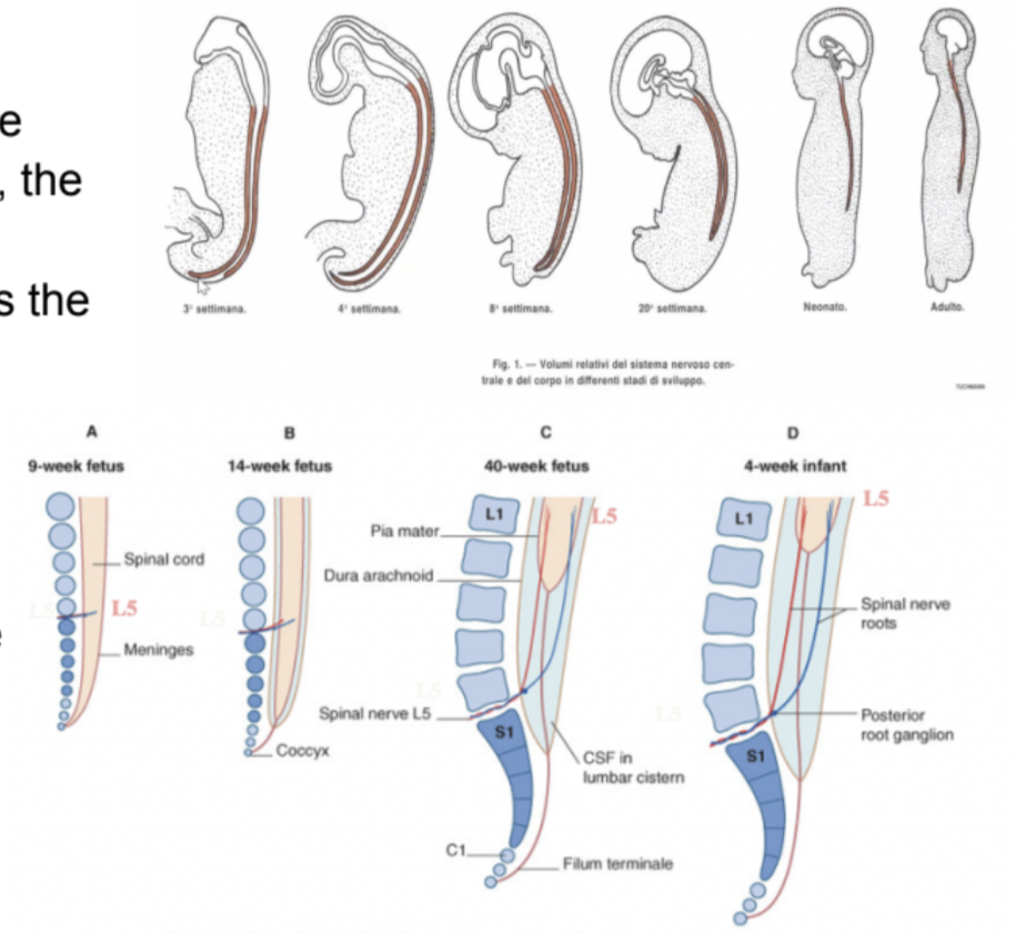 <ul><li><p><span>Ventral &amp; dorsal roots leave the vertebral canal caudal to the vertebrae with the corresponding number&nbsp;</span></p><ul><li><p><span>Meaning that those axons begin to make connections with the periphery</span></p></li></ul></li><li><p><span>But then, the vertebral column begins to elongate further, leading the roots to elongate or lose the connection with the periphery&nbsp;</span></p><ul><li><p><span>Nerve roots acquire a progressively more oblique course in the vertebral canal – the more developed the more oblique – postnatally appear almost straight</span></p></li></ul></li></ul>