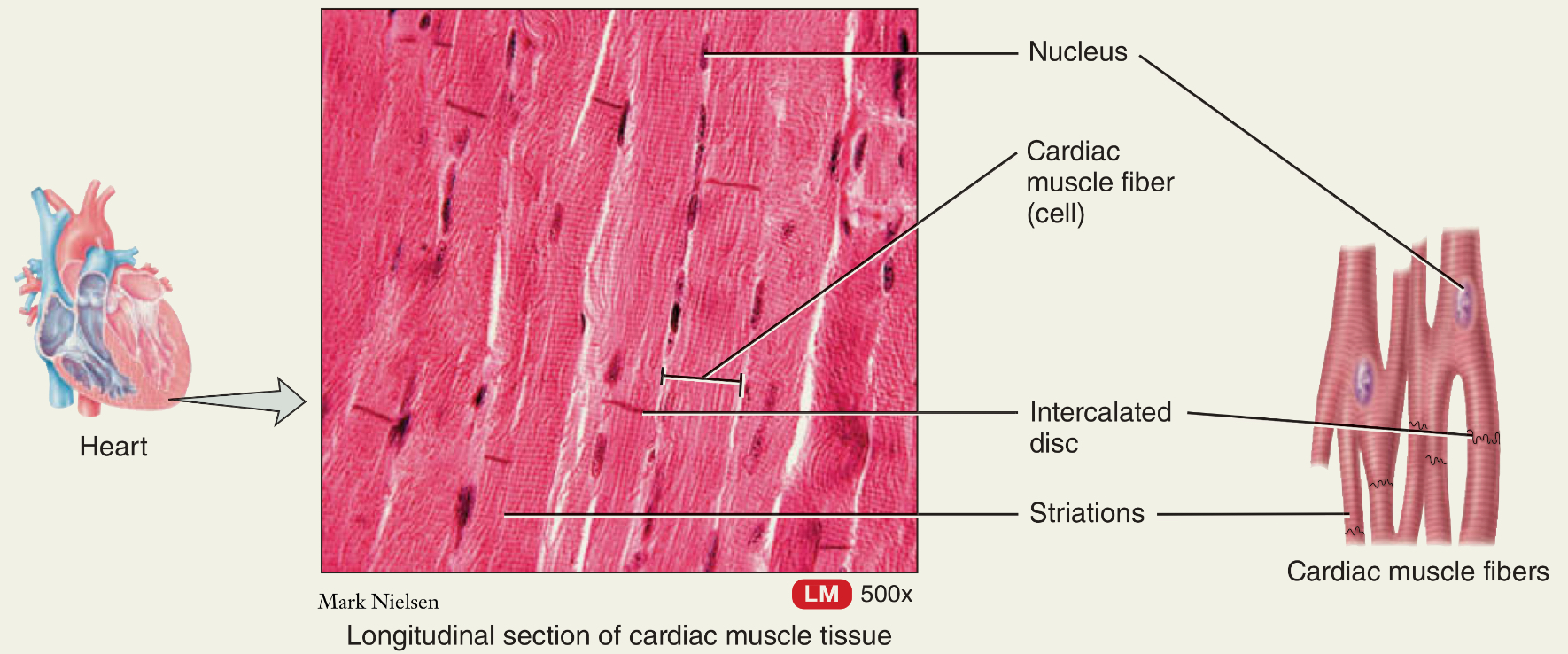 <p>Located at the heart, pumps blood to entire body</p><p>Is striated and involuntary control </p>
