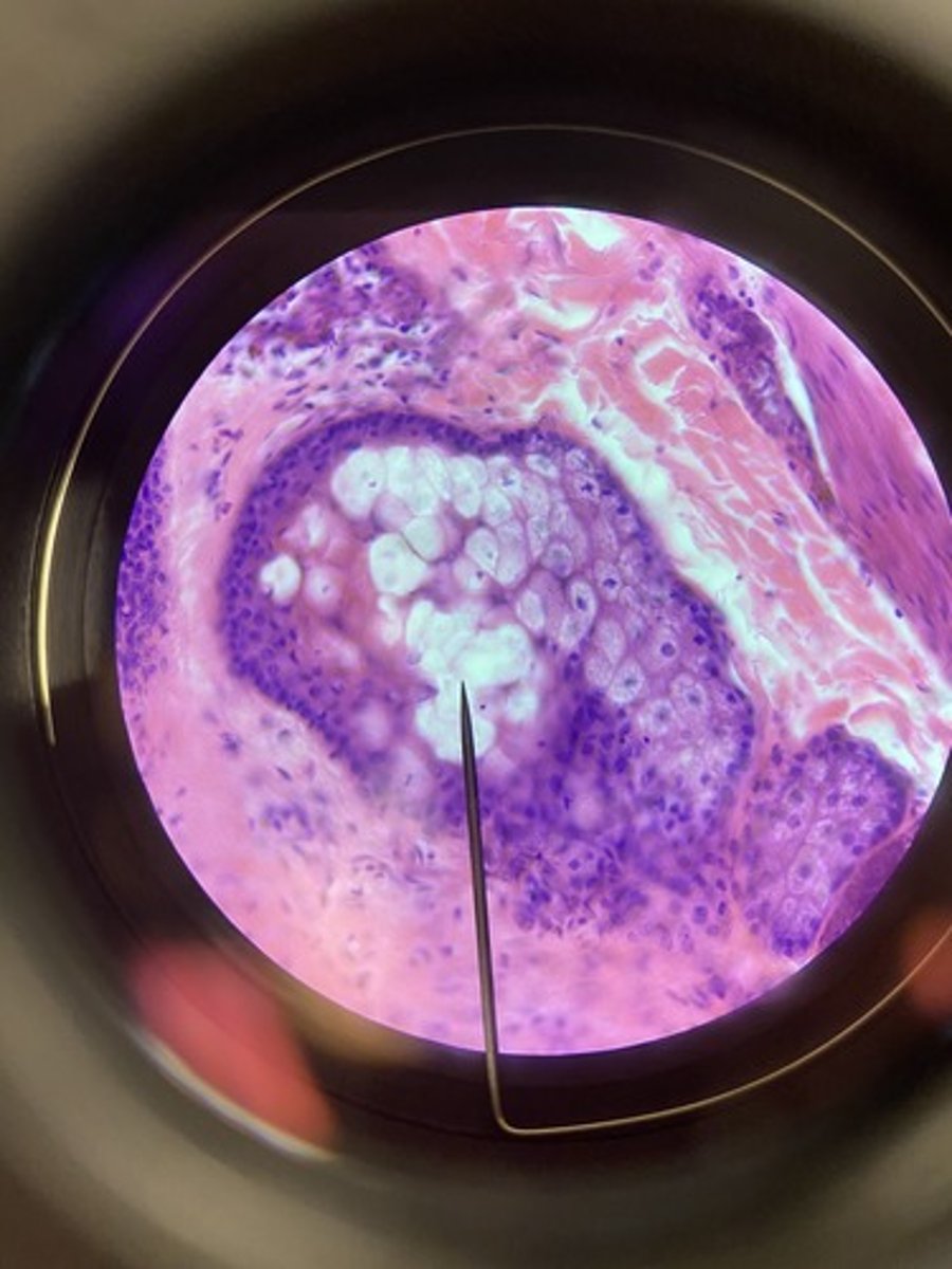 <p>oil glands</p>