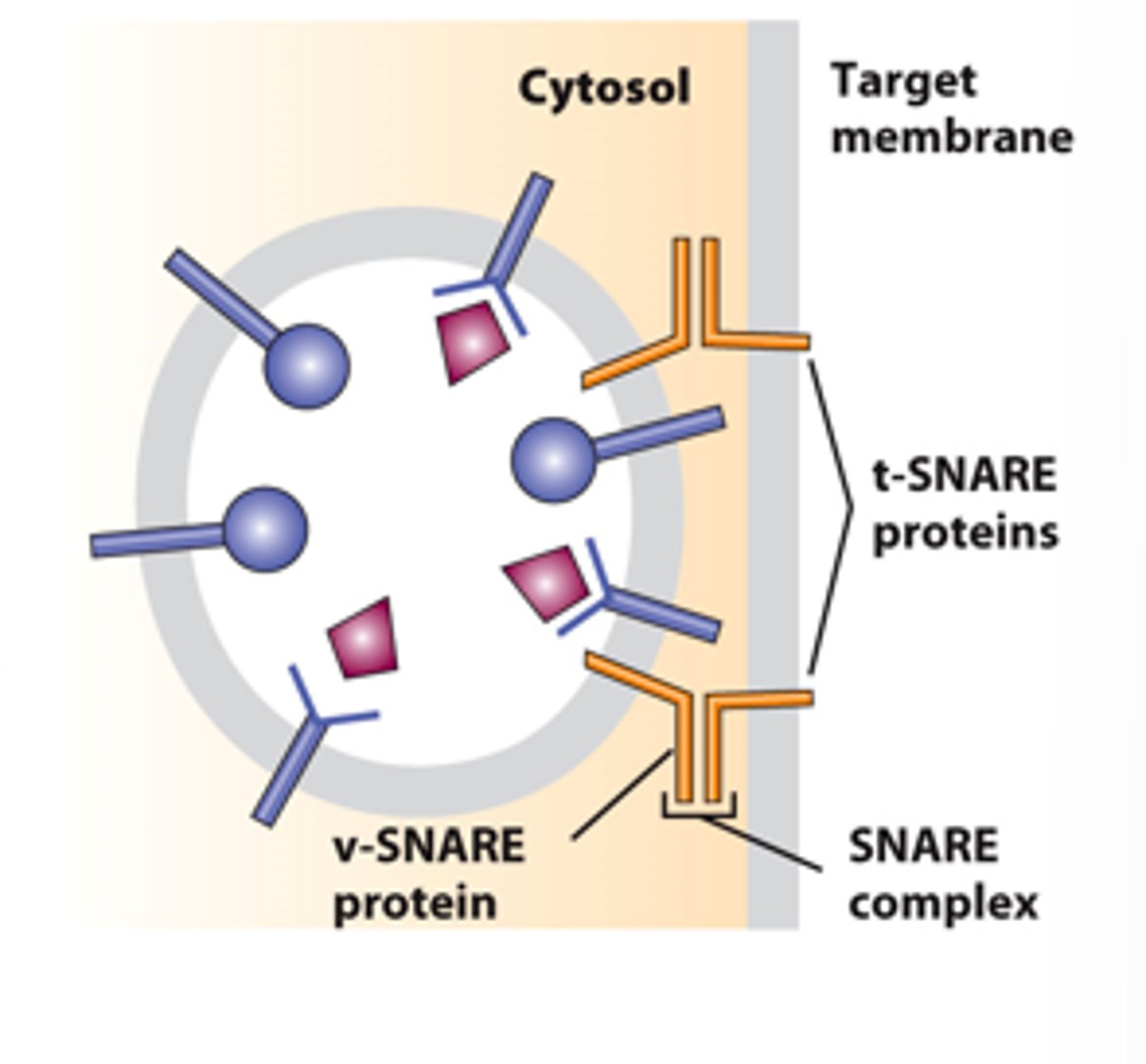 <p>vesicle fusion with target membrane: ___________ process</p>