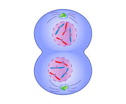 <p>The final phase <span style="font-family: Roboto, Arial, sans-serif">in which the chromatids or chromosomes move to opposite ends of the cell and two nuclei are formed.</span></p>