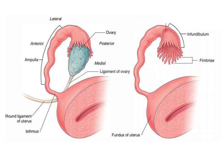 <p>- Fimbriae</p><p>- Infundibulum</p><p>- Ampulla</p><p>- Isthmus</p>