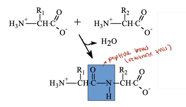 <ul><li><p class="">Peptides and proteins&nbsp;are&nbsp;<strong>polymers </strong>of amino acids, also called&nbsp;polypeptides&nbsp;or&nbsp;polyamino acids.</p></li><li><p class="">A&nbsp;<strong>peptide bond</strong>&nbsp;is a special type of&nbsp;<strong>amide bond</strong>&nbsp;that joins two amino acids.</p></li><li><p class="">It forms through a&nbsp;<strong>condensation </strong>reaction, where a molecule of&nbsp;water is released.</p></li></ul><p></p>