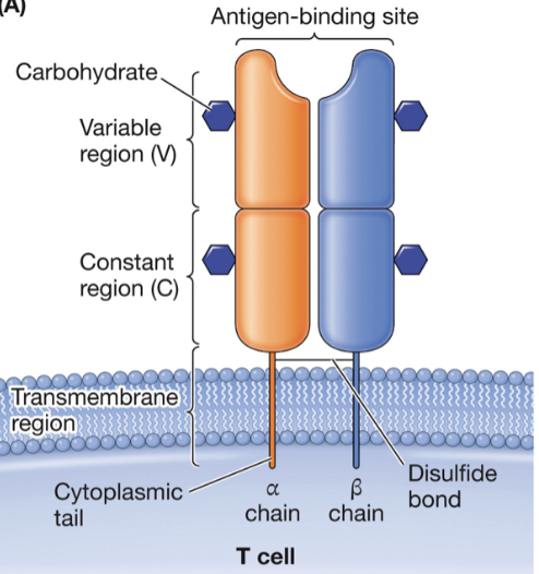 <p>heterodimer whose chains each have membrane-distal variable domains, membrane-proximal constant domains, transmembrane domains, and cytoplasmic tails</p>