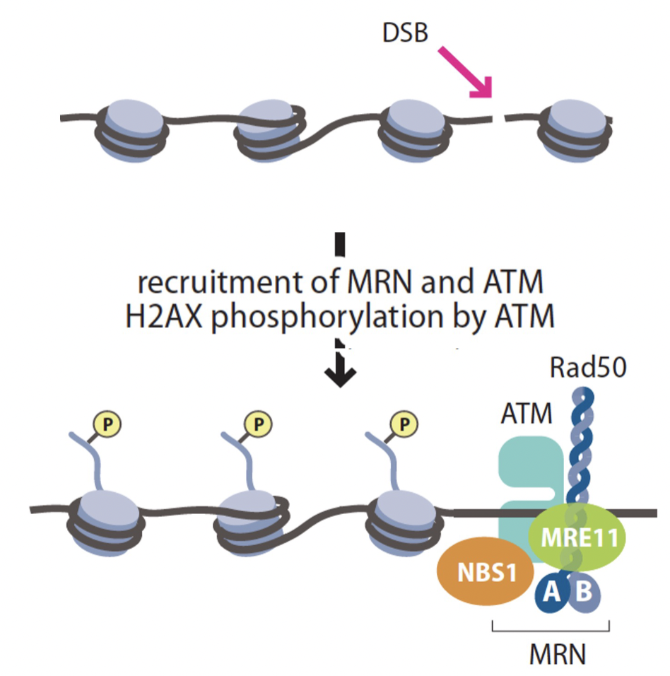 <p>MRN</p><p> and ATM (DNA damage induces kinase)</p><p>H2AX histone variant of H2A is phosphorylated and recruits other proteins like 53BP1</p>