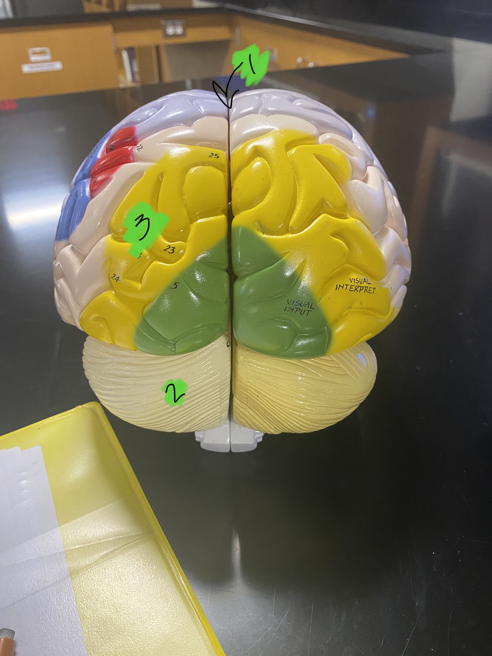 3 (Lobe)?