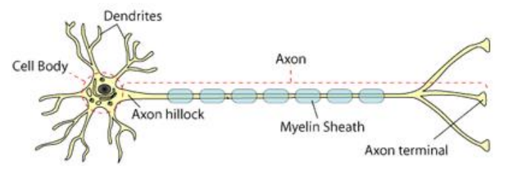 <ul><li><p>contains axon hillock - where nerve impulse is generated, not covered in myelin</p></li></ul><ul><li><p>can be covered in myelin - insulates and protects fibres, speeds up rate transmission of nerve impulses</p></li><li><p>can branch and have own processes</p></li><li><p>axon terminal - region where transmitter are stored and released, forms synaptic contacts with other cells</p></li></ul><p></p>