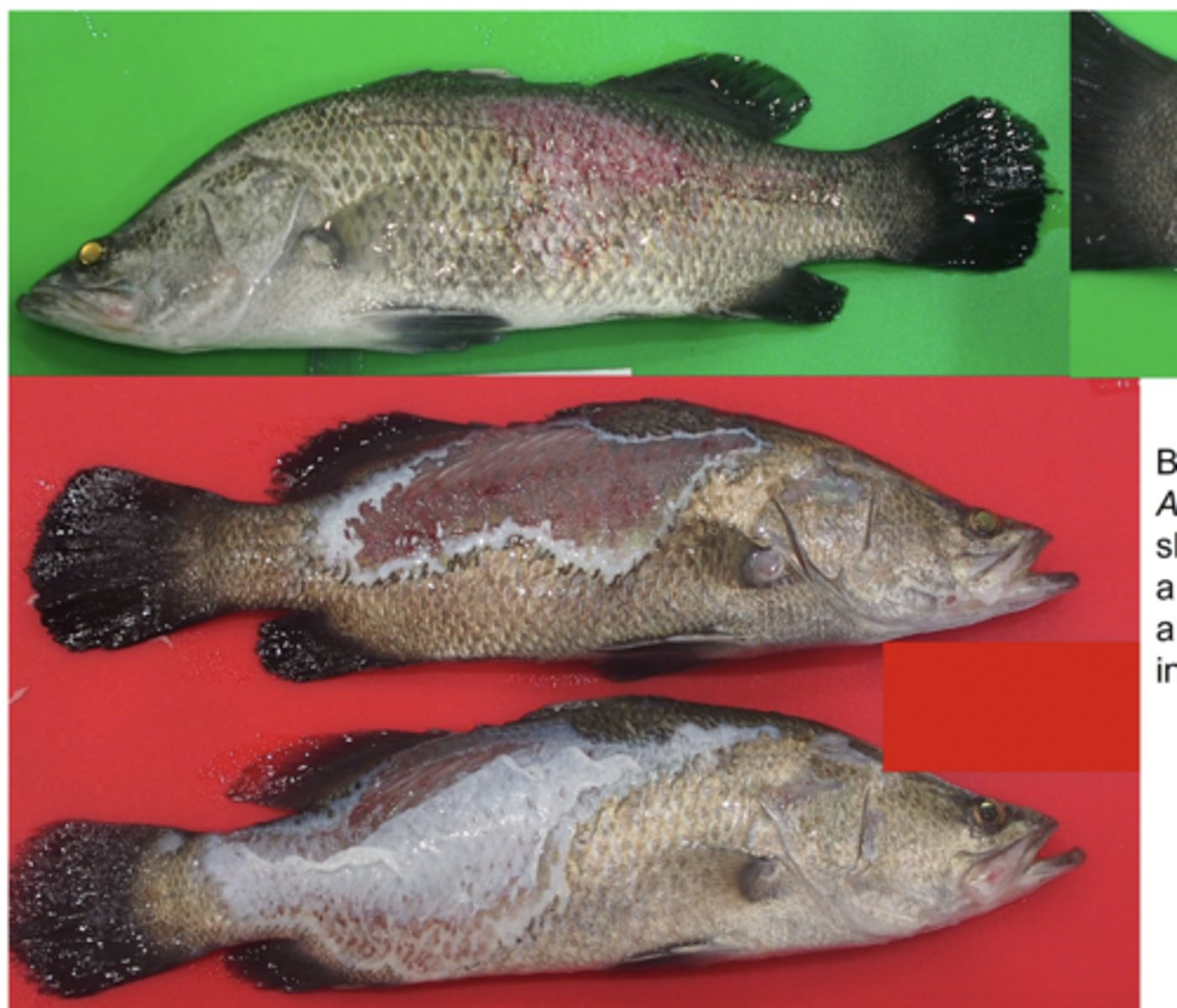 <p>Most Common</p><p>1. Found in GIT</p><p>2. Common Opportunistic pathogen in fish</p><p>3. Kkin ulcers and haemorrhagic septicaemia in fish, gastroenteritis and sepsis in all animals, redleg in frogs and ulcerative stomatitis in snakes.</p><p>4. Cause of furunculosis, a skin disease of cold water fish. It is one of the most important diseases of farmed salmon.</p>