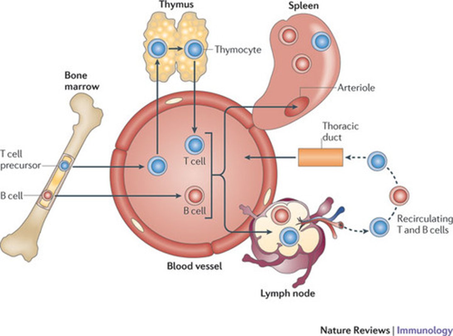 <p>(D) bone marrow, thymus</p><p>B cells are mature in the bone marrow. T Cells are mature in the thymus.</p><p>Note: Think B and B vs T and T.</p>