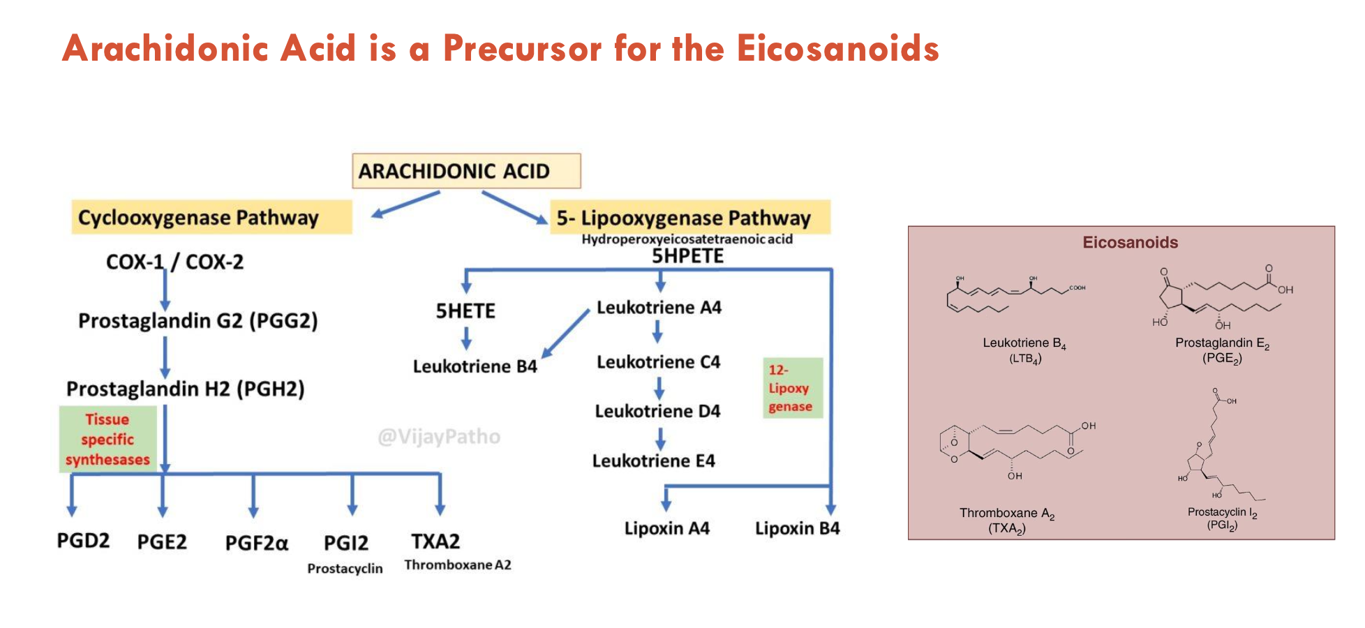 <ol><li><p>Cyclooxygenase pathway (e.g. for prostaglandin-E2 (PGE2), thromboxane A2 (TXA2))</p></li><li><p>5-lipooxygenase pathway (e.g. for leukotriene B4)</p></li></ol><p></p>