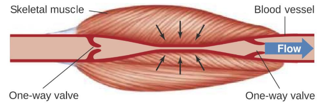 <p>Either pumped back through contraction and relaxation of skeletal muscle (ie. in calves) or by smooth muscle constriction.</p>