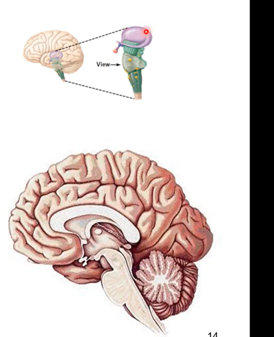 <ul><li><p>core of brain and surrounds 3rd ventricle</p><ul><li><p>Formed form right and left halves</p></li><li><p>joined together via intermediate mass</p></li></ul></li><li><p>composed of right and left thalamus and hypothalamus</p></li><li><p>controls equilibrium, vison, facial sensation, hearing, phonation, respiration, salivation, swallowing, smell, taste</p></li></ul><p></p><p>diencephalon is purple in pic</p><p></p>