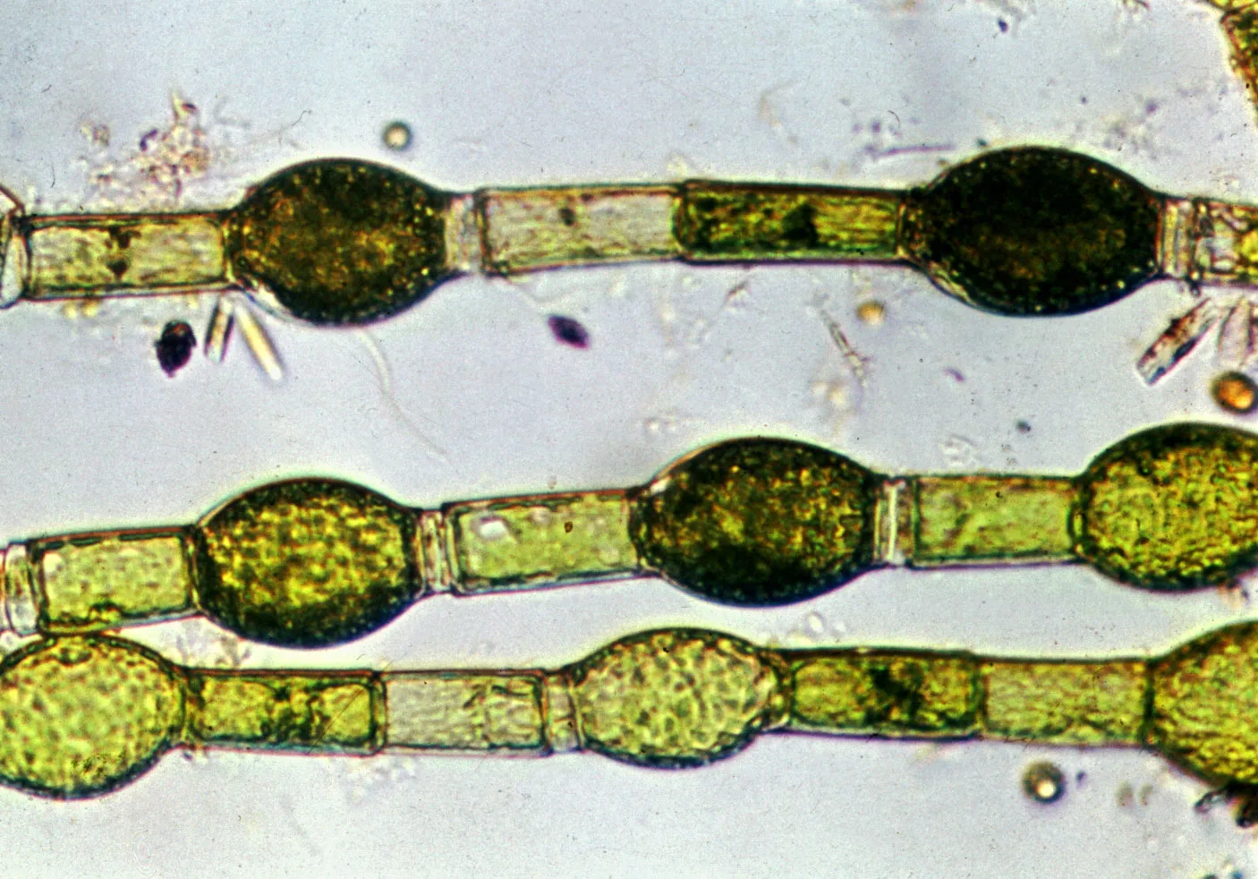 <p>Oedogonium</p><p>chlorophyta</p><p>green</p><p>unbranched filaments</p><p>multicellular unbranched thallus </p><p>non-flagellated vegetative filaments; motile zoospore w ring of flagella</p><p><span>attach to substrates using a basal holdfast; apical caps (rings of old cell wall material left after cell division) indicate how many times a cell has divided</span></p>