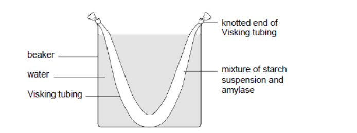 <p>A student set up the experiment shown in the diagram below.</p><p>The material from which Visking tubing is made is partially permeable. After 15 minutes, the student removed samples from the liquid in the beaker and from the liquid inside the Visking tubing. She carried out biochemical tests on these samples. She drew the table below to record her results.</p><p>Complete the table by placing a tick (<span>✔</span>) in each box that you expect to have shown a positive result. (3) </p><table style="min-width: 75px;"><colgroup><col style="min-width: 25px;"><col style="min-width: 25px;"><col style="min-width: 25px;"></colgroup><tbody><tr><th colspan="1" rowspan="1"><p>Biochemical test</p></th><th colspan="1" rowspan="1"><p>Liquid from beaker</p></th><th colspan="1" rowspan="1"><p>Liquid inside Visking tubing</p></th></tr><tr><td colspan="1" rowspan="1"><p>Biuret reagent</p></td><td colspan="1" rowspan="1"><p></p></td><td colspan="1" rowspan="1"><p></p></td></tr><tr><td colspan="1" rowspan="1"><p>I₂/KI</p></td><td colspan="1" rowspan="1"><p></p></td><td colspan="1" rowspan="1"><p></p></td></tr><tr><td colspan="1" rowspan="1"><p>Benedict’s</p></td><td colspan="1" rowspan="1"><p></p></td><td colspan="1" rowspan="1"><p></p></td></tr></tbody></table><p></p>