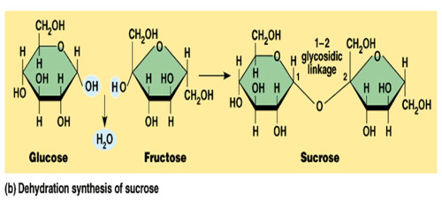 <p>process where water is removed to put 2 smaller molecules together</p>