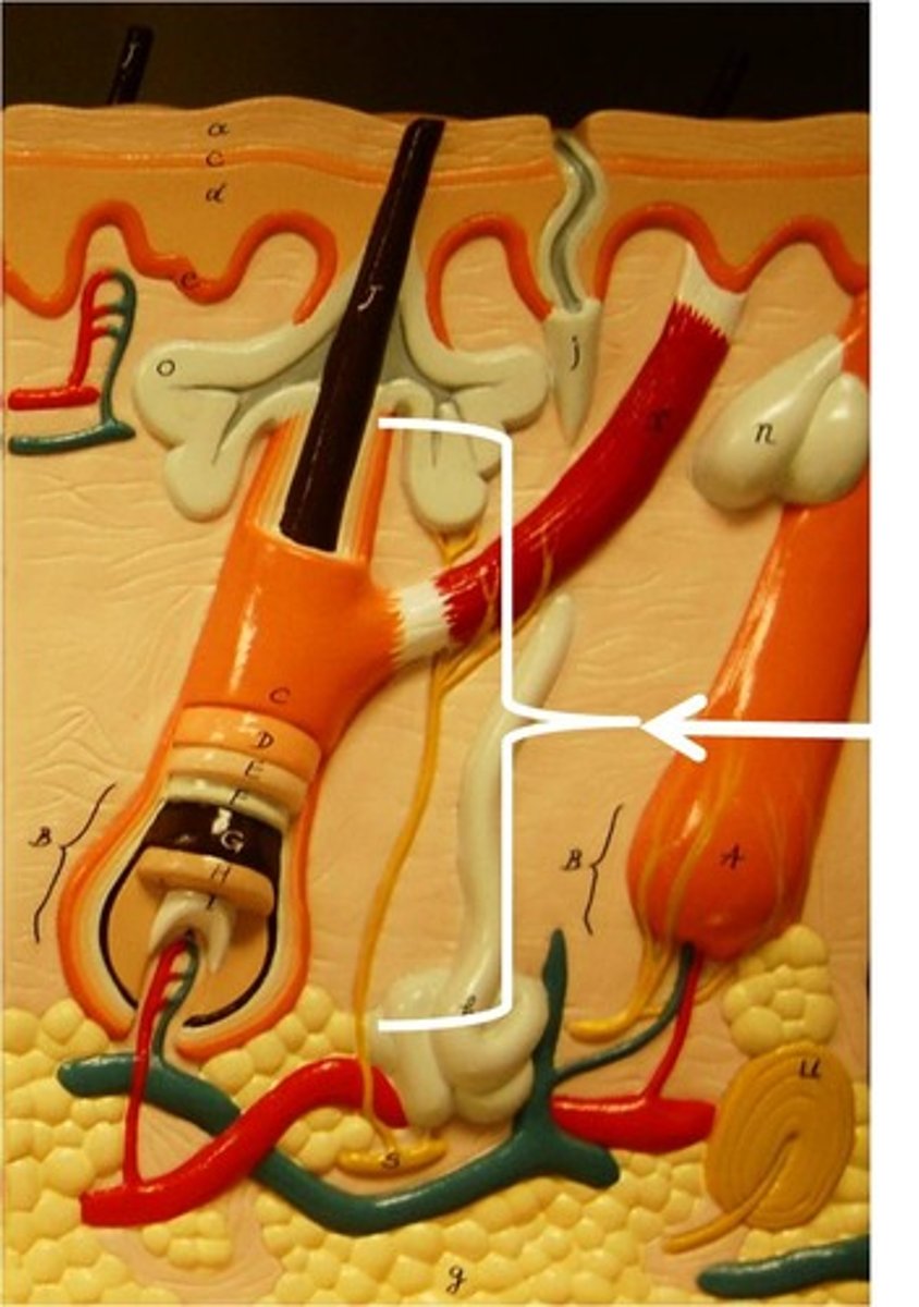 <p>a structure composed of epithelium that surrounds the root of a hair</p>