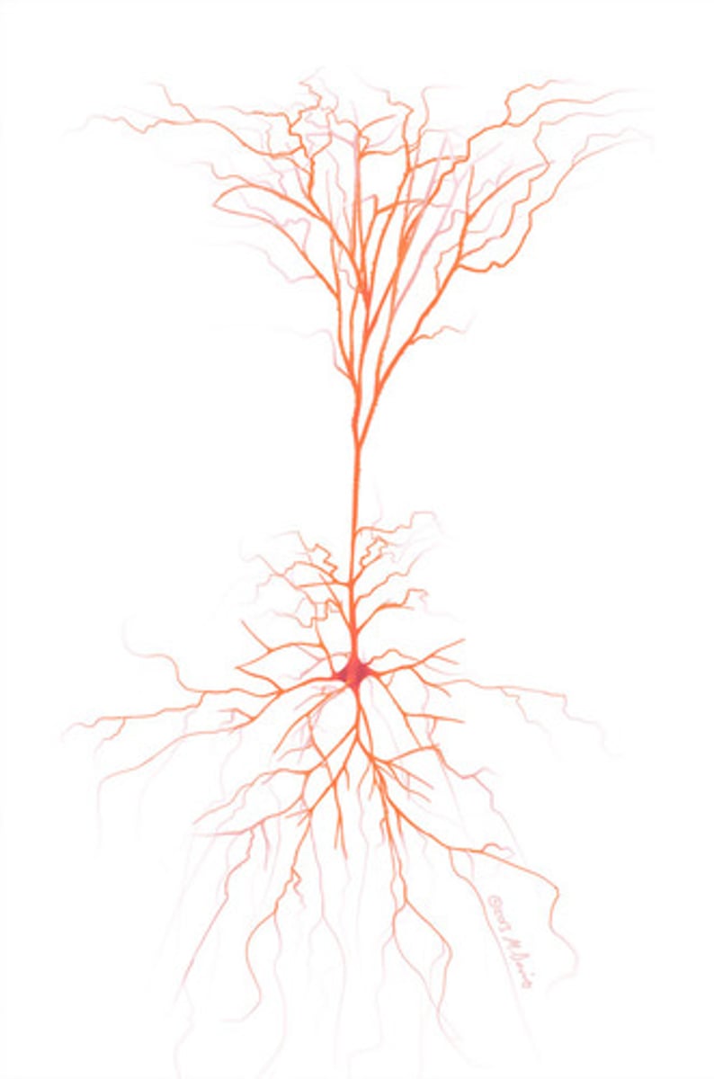 <p>location: hippocampus, cerebral cortex, amygdala</p><p>composed of: neuron with apical and basal dendritic branches</p><p>functions: synaptic integration and neuroplasticity</p>