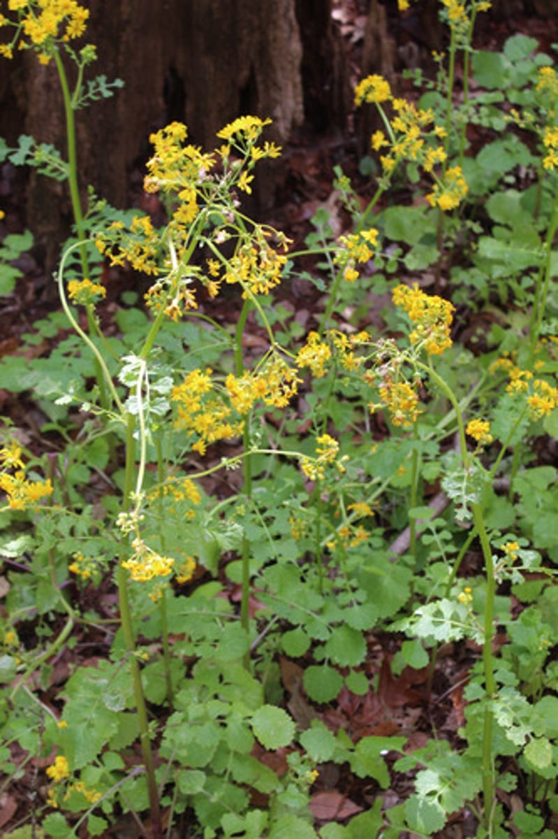 <p>what is the name of the plant pictured here?</p>