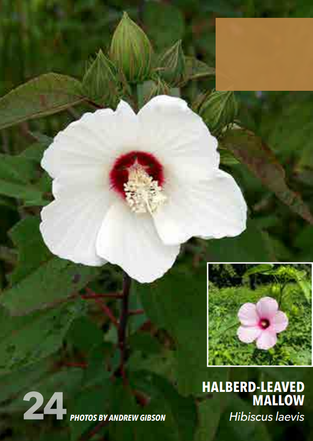 <p>Mallow; Malvacaeae</p>