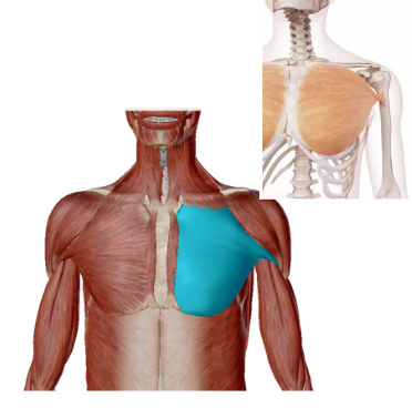 <p>Wat is de Origo (het begin) van de Pectoralis Major</p>