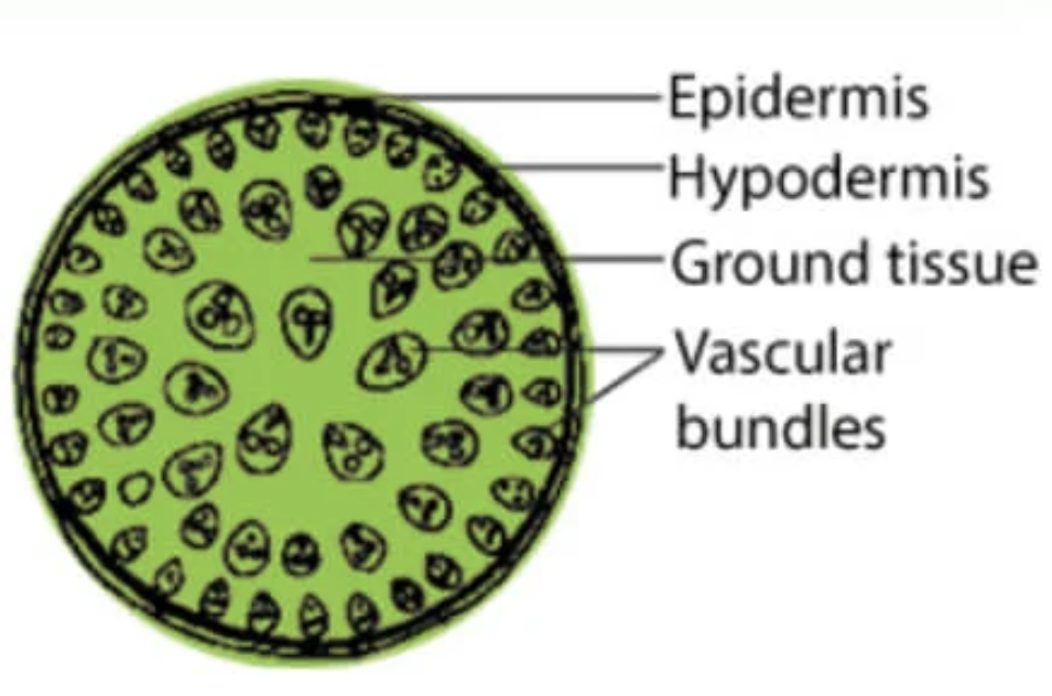 <p>monocot or dicot? what is it? </p>