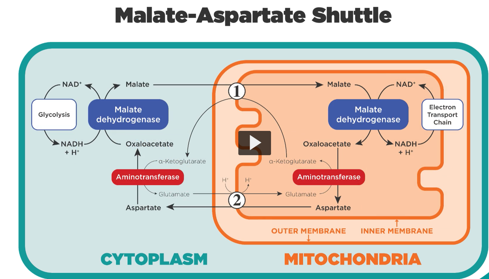 <p>to overview the malate aspartate shuttle, we will do the same approach, when we are going to start focusing on glycolysis.</p><p>at the left, glycolysis produces the NADH that will then be used as a Coenzyme for a cytoplasmic enzyme known as malate dehydrogenase. Malate dehydrogenase produces malate. Malate has the ability to get into the mitochondria where it is converted to oxaloacetate by the mitochondrial version of the same enzyme.</p><p>Note that the coenzyme converts malate to oxaloacetate is the oxidized form of the nicotineamide adenine dinucleotide, that is found in the mitochondria.</p><p>This becomes a reduced NADH as a byproduct.</p><p>The NADH now has the ability to enter the electron transport chain. The fate of the oxaloacetate that is produced in the mitochondria will either serve the Krebs cycle or will serve to become aspartate.</p><p>Aspartate is formed by an amino transferase from oxaloacetate, which is then moved out of the mitochondria. Now the cytoplasmic aspartate is deaminated, meaning the amino group is removed to form a keto acid. In this case the ketoacid is oxaloacetate, now oxaloacetate in the cytoplasm will be the precursor for the malate that formed in the cytoplasm.</p><p>The cycle goes on and on with the production of certain amino acids along the way, you can see that in the cytoplasm, you have alpha ketoglutarate forming glutamate. This glutamate helps in the exchange of aspartate from the mitochondria out of the cytoplasm. then glutamate then donates the amino group to the oxaloacetate to form alpha ketoglutarate.</p><p>then mitochondria alpha ketoglutarate then helps the antiport malate into the mitochondria.</p><p>The <strong>malate–aspartate shuttle</strong> looks complicated in diagrams, but the <strong>main goal is actually the same as the glycerol phosphate shuttle</strong>:</p><p><span data-name="point_right" data-type="emoji">👉</span> <strong>Move the electrons from cytoplasmic NADH (from glycolysis) into the mitochondria so ATP can be made.</strong></p><p>The difference is <strong>how the electrons are transported</strong>.</p><div data-type="horizontalRule"><hr></div><p> The Big Idea (one sentence) </p><p>The <strong>malate–aspartate shuttle transfers electrons from cytoplasmic NADH into the mitochondria by temporarily storing them in malate.</strong></p><p>Unlike the glycerol shuttle, this one <strong>preserves NADH</strong>, so it produces <strong>more ATP</strong>.</p><div data-type="horizontalRule"><hr></div><p> Step-by-Step Simple Explanation 1. Glycolysis produces NADH in the cytoplasm </p><p>During glycolysis:</p><p>Glucose → Pyruvate</p><p>This produces:</p><ul><li><p><strong>2 NADH</strong></p></li></ul><p>These electrons must reach the <strong>mitochondrial electron transport chain</strong>.</p><p><span data-name="warning" data-type="emoji">⚠</span> Problem:<br><strong>NADH cannot cross the mitochondrial membrane.</strong></p><p>So the cell transfers the <strong>electrons indirectly</strong>.</p><div data-type="horizontalRule"><hr></div><p> 2. Oxaloacetate accepts the electrons </p><p>In the cytoplasm:</p><p>Enzyme: <strong>malate dehydrogenase</strong></p><p>Reaction:</p><p>Oxaloacetate + NADH → Malate + NAD⁺</p><p>What happens:</p><ul><li><p>NADH <strong>donates electrons</strong></p></li><li><p>Oxaloacetate <strong>accepts electrons</strong></p></li></ul><p>Result:</p><p><strong>Malate is formed.</strong></p><p>Malate can cross the mitochondrial membrane.</p><div data-type="horizontalRule"><hr></div><p> 3. Malate enters the mitochondria </p><p>Malate is transported into the mitochondria through a <strong>malate–α-ketoglutarate transporter</strong>.</p><div data-type="horizontalRule"><hr></div><p> 4. Malate becomes oxaloacetate again </p><p>Inside the mitochondria:</p><p>Enzyme: <strong>mitochondrial malate dehydrogenase</strong></p><p>Reaction:</p><p>Malate + NAD⁺ → Oxaloacetate + NADH</p><p>So:</p><ul><li><p>Malate <strong>loses electrons</strong></p></li><li><p>NAD⁺ <strong>gains electrons</strong></p></li></ul><p>Result:</p><p><strong>Mitochondrial NADH</strong></p><p>This NADH <strong>directly enters the electron transport chain at Complex I.</strong></p><div data-type="horizontalRule"><hr></div><p> 5. Oxaloacetate cannot leave the mitochondria </p><p>Another problem appears:</p><p><strong>Oxaloacetate cannot cross the mitochondrial membrane.</strong></p><p>So the cell converts it to something that <strong>can leave</strong>.</p><div data-type="horizontalRule"><hr></div><p> 6. Oxaloacetate becomes aspartate </p><p>Enzyme:</p><p><strong>Aminotransferase (AST)</strong></p><p>Reaction:</p><p>Oxaloacetate + Glutamate → Aspartate + α-ketoglutarate</p><p>So:</p><ul><li><p>Oxaloacetate gains an <strong>amino group</strong></p></li><li><p>It becomes <strong>aspartate</strong></p></li></ul><p>Aspartate <strong>can cross the membrane</strong>.</p><div data-type="horizontalRule"><hr></div><p> 7. Aspartate leaves the mitochondria </p><p>Aspartate moves back to the <strong>cytoplasm</strong>.</p><p>In the cytoplasm:</p><p>Aspartate → Oxaloacetate again.</p><p>Now the cycle is reset.</p><div data-type="horizontalRule"><hr></div><p> Visual Flow (Simplified) Cytoplasm </p><p>NADH<br>↓<br>Oxaloacetate → <strong>Malate</strong></p><p><span data-name="arrow_down" data-type="emoji">⬇</span> enters mitochondria <span data-name="arrow_down" data-type="emoji">⬇</span></p><p> Mitochondria </p><p>Malate → Oxaloacetate<br>↓<br>NAD⁺ → <strong>NADH</strong></p><p>NADH → <strong>Electron Transport Chain</strong></p><p>Oxaloacetate → Aspartate<br>↓<br>Aspartate returns to cytoplasm</p><p>Cycle repeats.</p><div data-type="horizontalRule"><hr></div><p> Why This Shuttle Is Better for ATP </p><p>The electrons end up as <strong>mitochondrial NADH</strong>.</p><table style="min-width: 75px;"><colgroup><col style="min-width: 25px;"><col style="min-width: 25px;"><col style="min-width: 25px;"></colgroup><tbody><tr><th colspan="1" rowspan="1"><p>Shuttle</p></th><th colspan="1" rowspan="1"><p>Electron carrier</p></th><th colspan="1" rowspan="1"><p>ATP per NADH</p></th></tr><tr><td colspan="1" rowspan="1"><p>Glycerol phosphate</p></td><td colspan="1" rowspan="1"><p>FADH₂</p></td><td colspan="1" rowspan="1"><p>~1.5 ATP</p></td></tr><tr><td colspan="1" rowspan="1"><p>Malate–aspartate</p></td><td colspan="1" rowspan="1"><p>NADH</p></td><td colspan="1" rowspan="1"><p>~2.5 ATP</p></td></tr></tbody></table><p>So this shuttle produces <strong>more ATP</strong>.</p><div data-type="horizontalRule"><hr></div><p> Where It Is Used </p><p>Mostly in <strong>high-energy organs</strong>:</p><ul><li><p><strong>Heart</strong></p></li><li><p><strong>Liver</strong></p></li><li><p><strong>Kidney</strong></p></li></ul><div data-type="horizontalRule"><hr></div><p> Simple Analogy </p><p>Imagine you need to move electricity through a wall.</p><p>You cannot pass the <strong>wire (NADH)</strong> through the wall.</p><p>So you:</p><p><span data-name="one" data-type="emoji">1⃣</span> store the electricity in <strong>malate</strong><br><span data-name="two" data-type="emoji">2⃣</span> carry malate through the wall<br><span data-name="three" data-type="emoji">3⃣</span> convert it back into <strong>NADH</strong> inside the mitochondria.</p><div data-type="horizontalRule"><hr></div><p> One-Line Summary </p><p>The <strong>malate–aspartate shuttle transfers electrons from cytoplasmic NADH into the mitochondria using malate and aspartate, producing mitochondrial NADH for ATP generation.</strong></p><div data-type="horizontalRule"><hr></div><p><span data-name="check_mark_button" data-type="emoji">✅</span> Since you're studying metabolism at a <strong>medical-school level</strong>, the <strong>real key exam trick</strong> is understanding <strong>why the two shuttles produce different ATP yields</strong>.</p>