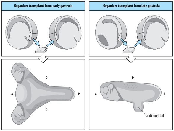 <p><span><strong>A small piece of tissue removed from the dorsal blastopore lip and transplanted to the ventral side of a host embryo can induce a secondary embryonic axis (practically a conjoined twin) in the host embryo comprising mesodermal and neural tissues and organs.</strong></span></p><p><span><strong>However, the inductive properties of the Organiser change during gastrulation/over time:</strong></span></p><ul><li><p>Early Organizer (from an early gastrula): When transplanted, it can induce a complete secondary axis, including both head and trunk structures. </p></li><li><p>Late Organizer (from a late gastrula): When transplanted, it primarily induces trunk and tail structures, but not a complete head.</p></li></ul><p>This suggests that the signals produced by the Organizer change as it involutes and moves anteriorly.</p>