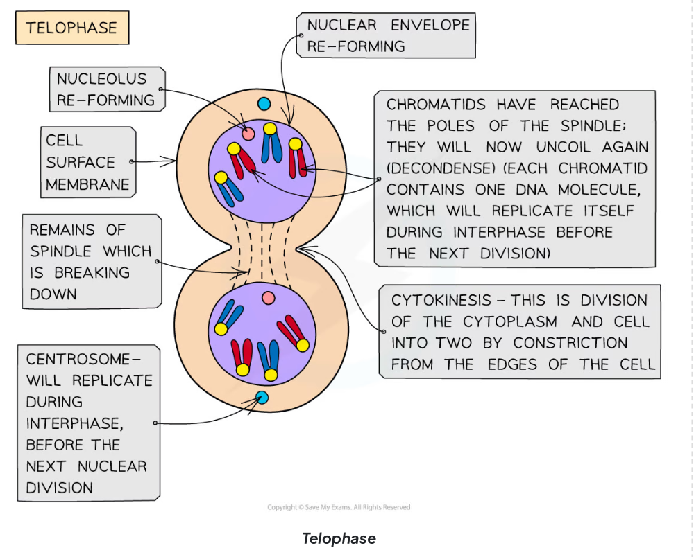 <p>The fourth and final stage of mitosis where chromosomes arrive at opposite poles, nuclear envelopes begin to reform around each set of chromosomes, and spindle fibers break down.</p>