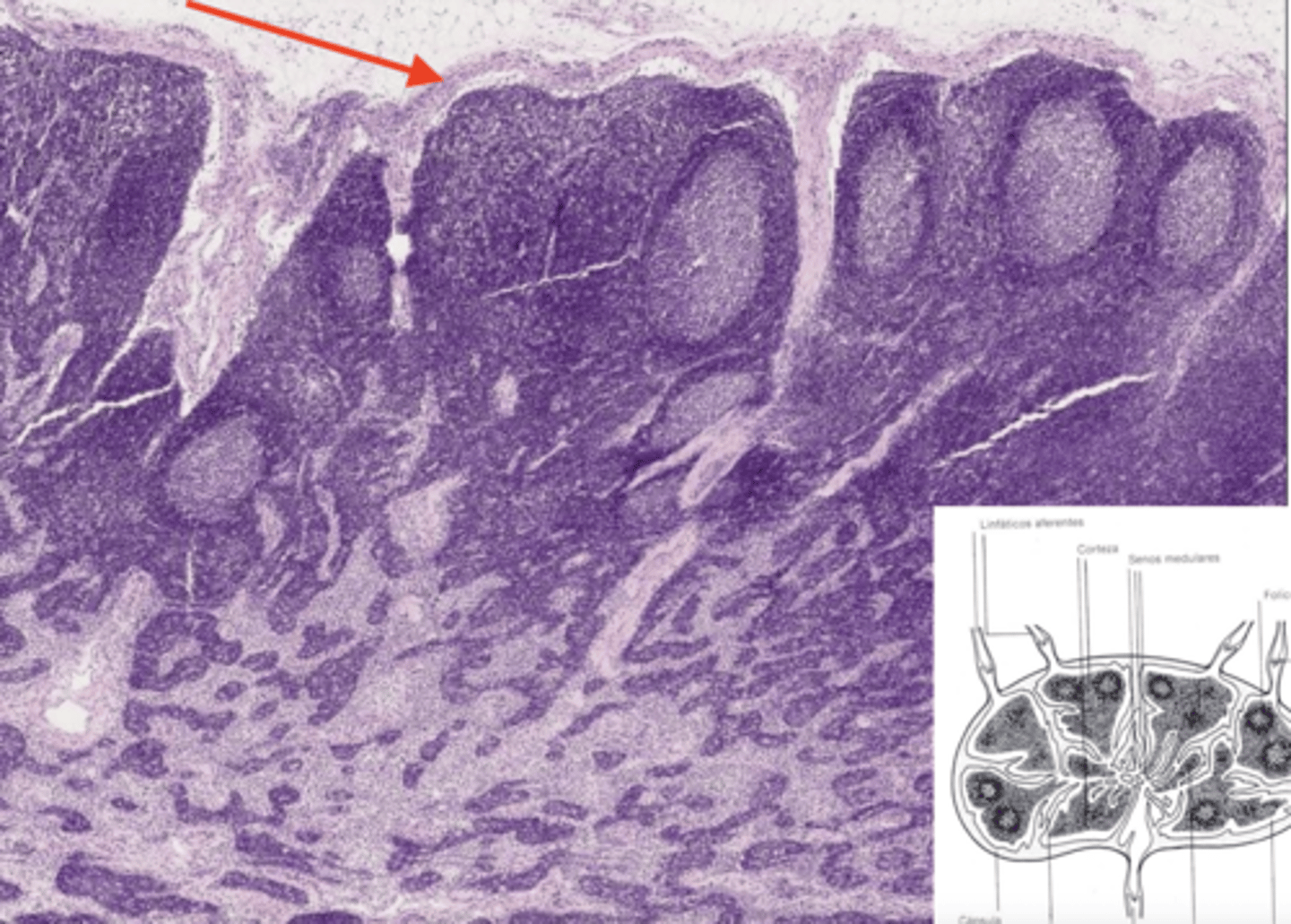 <p>what is this stroma?</p>