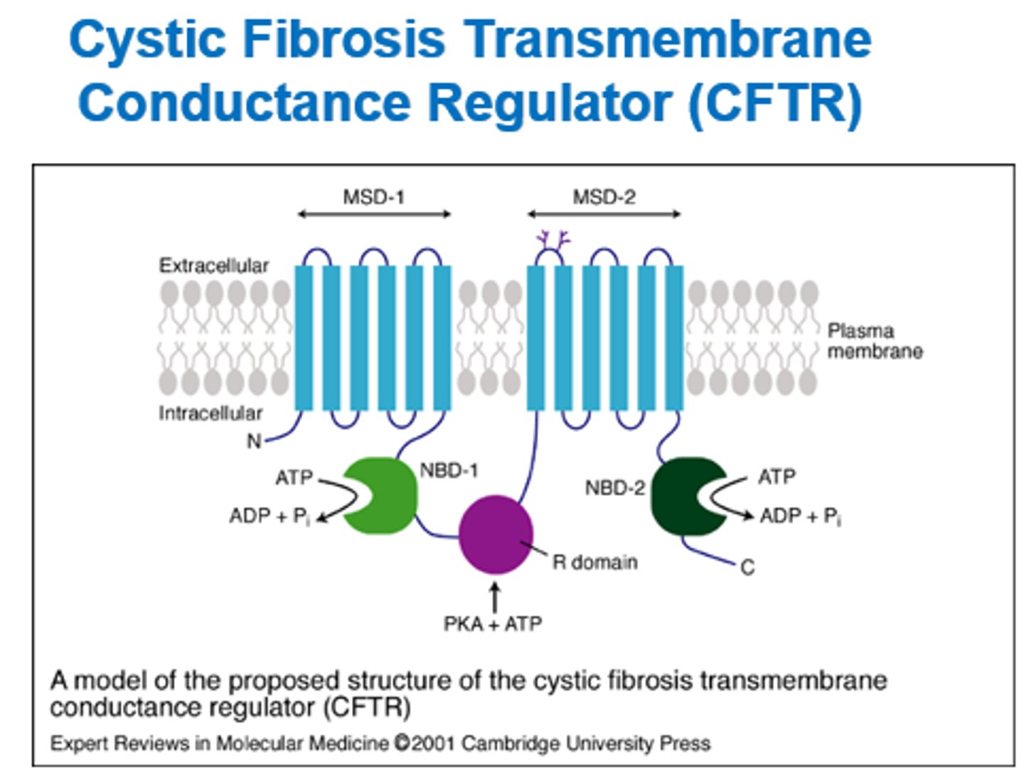 <p>Cystic Fibrosis Transmembrane conductance regulator.</p><p>- Ion membrane channel that controls Cl- movement from inside to out of cells.</p><p>- Nuclear binding domains regulate opening and closing.</p>