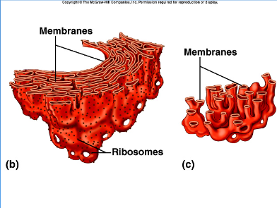 <p>A network of thin membranes that act as a transport system inside the cell.</p><ol><li><p><span>With Ribosomes, it is called Rough ER, and makes proteins</span></p></li><li><p><span>Without Ribosomes, it is called Smooth ER, and makes good fats</span></p><p></p></li></ol>