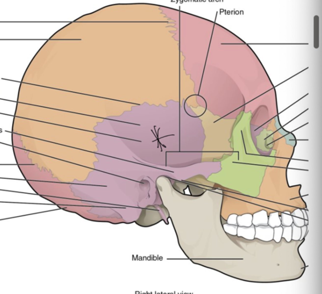 <p>form the sides and base of the cranium</p>