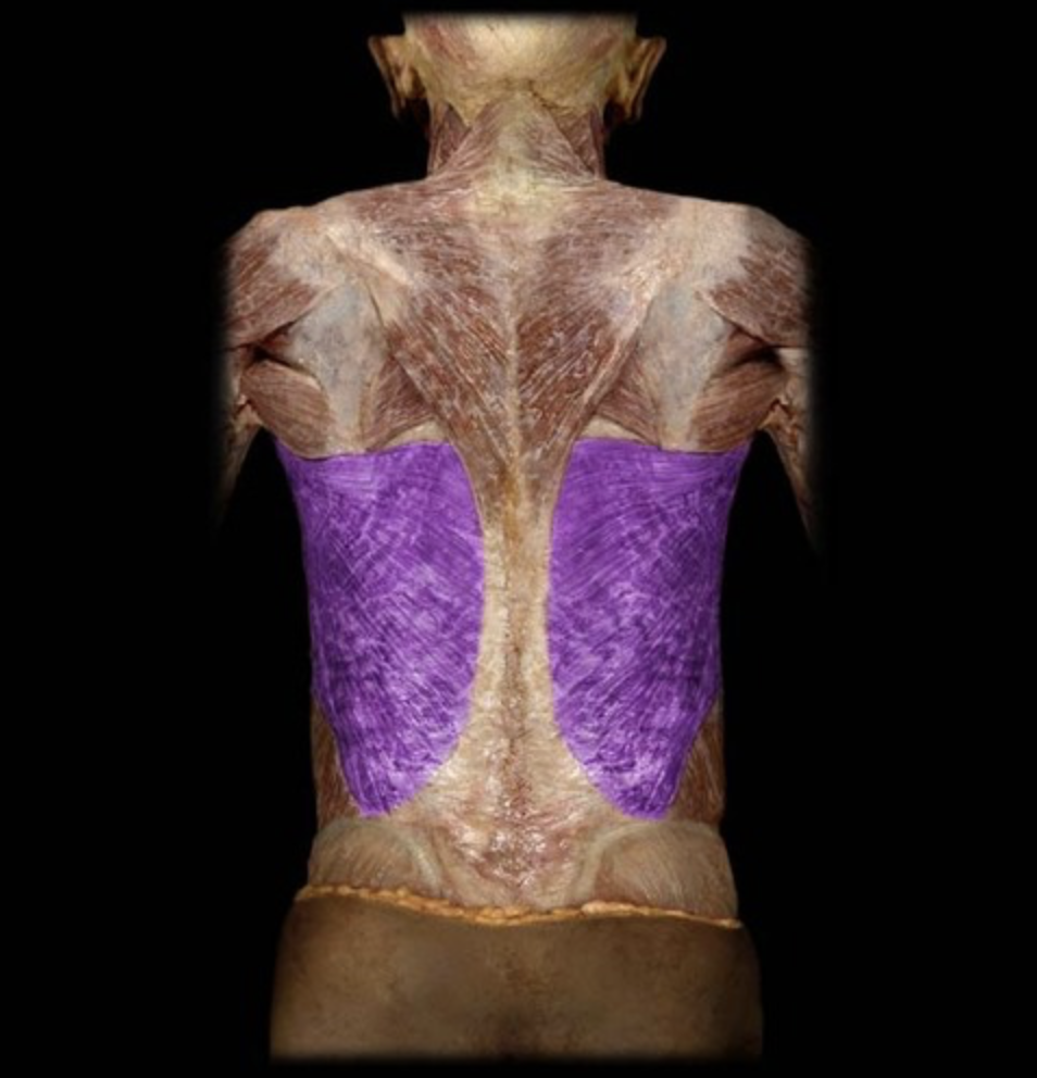 <p><em>table 1, 3</em></p><p><em>I: intertubercular (bicipital) groove of humerus</em></p>