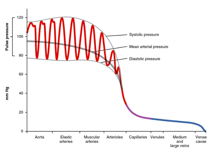 <ul><li><p>distribute blood flow to muscles/organs</p></li><li><p>dampen pulsatility</p></li><li><p>(don’t have to withstand as much pressure as elastic arteries)</p></li></ul><p></p>