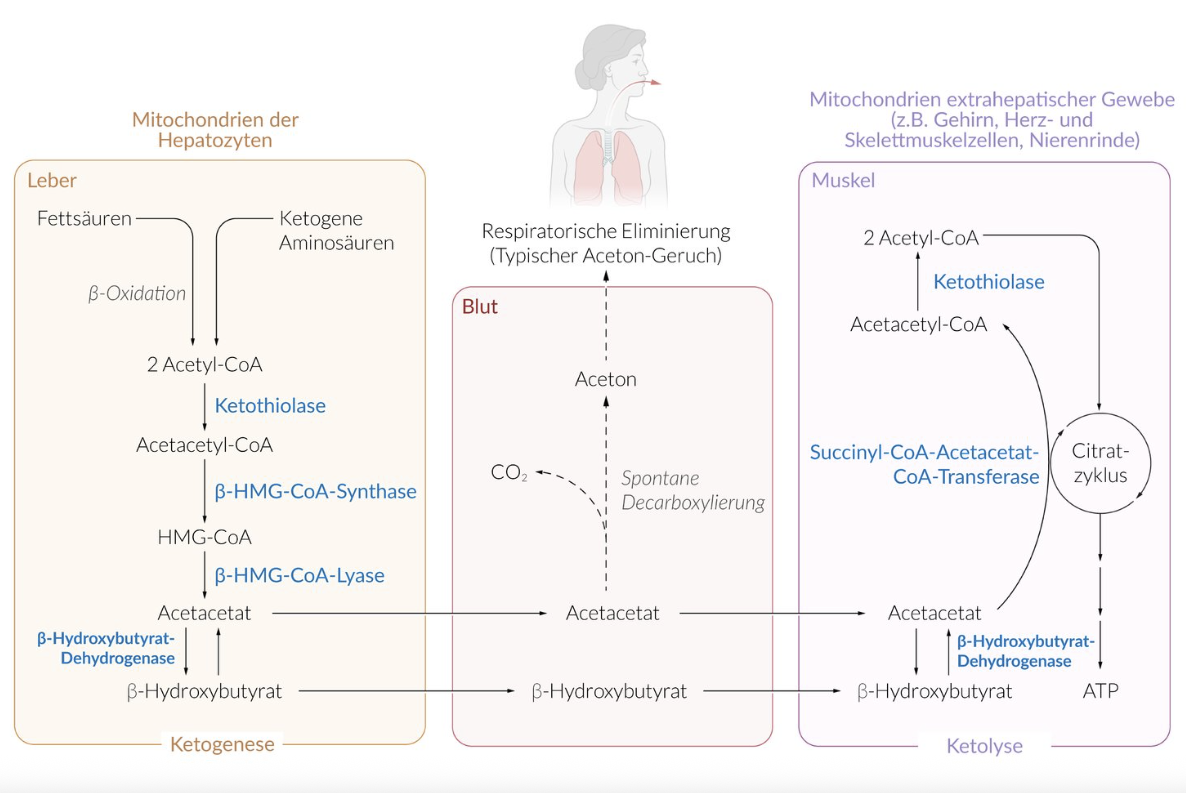 <p>B. Fatty acids released from adipose tissue</p>
