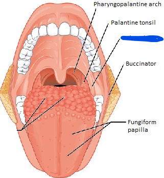 <p>Name the structure</p>