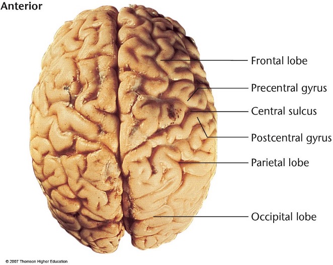 <p>what view or surface of brain are you looking at? </p>