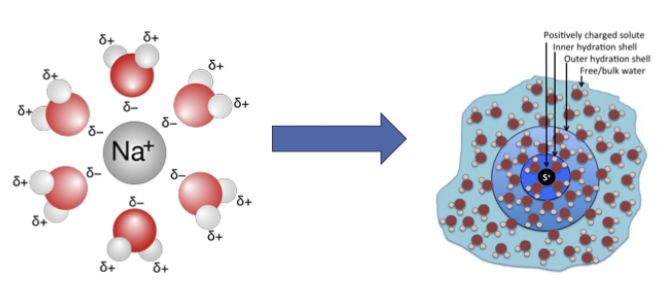 <p>in dissolution, the liberated molecule of the solute becomes —, surrounded by solvent molecules in an arrangement known as a — —</p>
