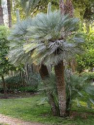 <p>European Fan Palm</p>